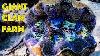 Giant Clam Farm in Palau [upl. by Yerffeg]