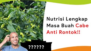 Nutrisi Lengkap Masa Buah Musim Hujan Buah Lebat Besar Berbobot dan Anti Rontok [upl. by Nosiddam]