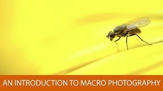 An Introduction to Macro Photography [upl. by Nyladnarb]