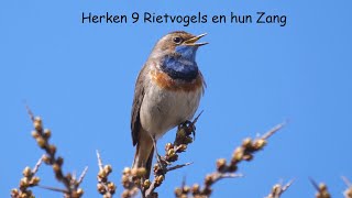 Herken 9 Rietvogels en hun Zang [upl. by Salb521]