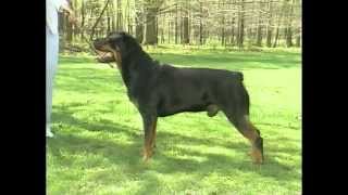 Rottweiler  AKC Dog Breed Series [upl. by Singer768]