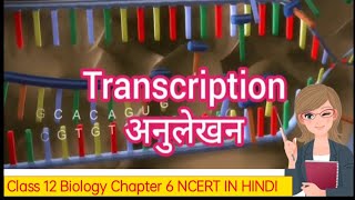 Transcription Animation DNA to mRNA अनुलेखन Class 12 Biology NCERT yt akhtersirbiology dna [upl. by Arocet859]