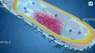 Morphology of Bacteria in hindi  Bacterial Structure  Bacteriology  By Manisha Maam [upl. by Larkins]