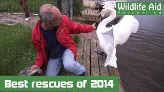 Best animal and wildlife rescues  Wildlife Aid [upl. by Arod16]