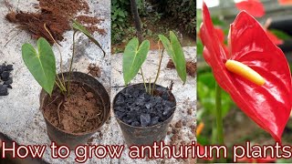 How to grow anthurium plants [upl. by Karlise95]