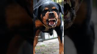 ANGRY Dogs Barking Sound Effects Aggressive Dogs Barking [upl. by Abeh]