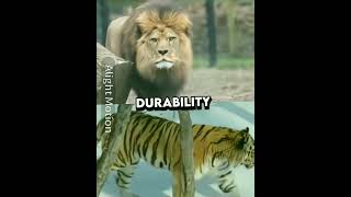 Barbary Lion VS Siberian tiger edit 🔥 [upl. by Ruckman]