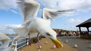 INCREIBLE Instinto de protección de una Gaviota en TABARCA Ataca a cualquier intruso que se acerca [upl. by Lleze]