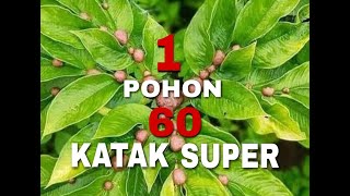 1 Pohon PORANG 60 biji Katak [upl. by Herzen]