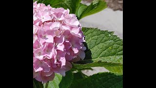 Hydrangea pruning tips for TN [upl. by Olivette]