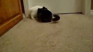 Chinchilla tries to have sex with Holland lop bunny [upl. by Deeanne68]