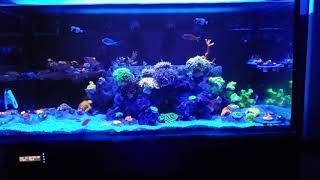 Innovative marine sr60 4 month old reef tank [upl. by Phillipp]