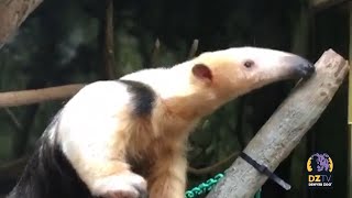 Meet Winnie the Southern Tamandua [upl. by Dustman]