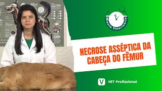 Ortopedia veterinária  Necrose Asséptica da cabeça do Fêmur [upl. by Maribelle]