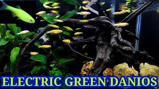 All About Electric Green Danio  Fluorescent Green Zebra Danios [upl. by Diaz]