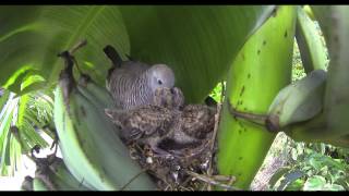 Zebra Dove Nest 2013 [upl. by Steffin]