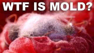 Is moldy food really that dangerous Were not sure but dont risk it [upl. by Mcgean]