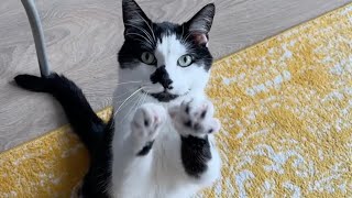 Unusual Female Cat Meow Sound To Make Male Cats Go Crazy [upl. by Retrop]