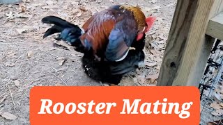 Rooster Mating matingdance mating farmstead chickens [upl. by Ahsemo338]