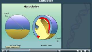 Gastrulation animation [upl. by Swithbert]