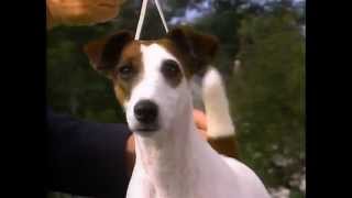 Smooth Fox Terrier  AKC Dog Breed Series [upl. by Miltie]