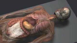 The Mummification Process [upl. by Gough]