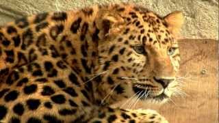 Amur Leopard or Manchurian Leopard Panthera pardus orientalis  Amurleopard [upl. by Epolenep368]