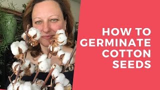 How to germinate cotton seedsHow to grow cotton from cotton seeds [upl. by Llaccm]