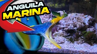 Mi Primer acuario Marino con ANGUILAS [upl. by Nirhtak]