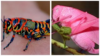 Beyond Green Exploring the Most Gorgeous Grasshoppers on Earth Pink GrasshopperRainbow Grasshopper [upl. by Iffar2]