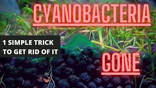 AQUARIUM ALGAE GUIDE Ep 4 Cyanobacteria  Blue Green Algae Removal [upl. by Allesor]