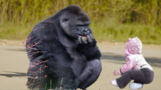 What Happens When Gorilla Encounter A human Baby quotYou Wont Believe This [upl. by Ekalb]