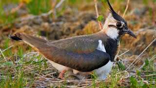 Nesting birds – Northern lapwing Vanellus vanellus [upl. by Imoen622]