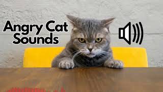 Angry Cat Sound Effects Hiss  Meow  No Copyright [upl. by Yeslaehc449]