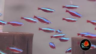 Jumbo Cardinal Tetra [upl. by Releehw101]