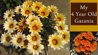 Gazania Plant Care  Growing Gazania flower  Save them for many years  গ্যাজেনিয়া ফুল  ग़ज़ानिया [upl. by Neona990]