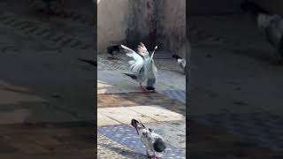 Pigeon fight pigeon kabuter birds [upl. by Curr]