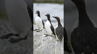 Common Murres on Machias Seal Island wildlife murres machiassealisland shorts birds nature [upl. by Bradstreet]