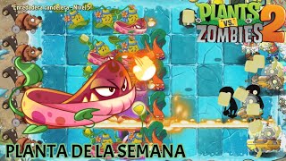 PLANTA DE LA SEMANA quotENREDADERA CANDELERAquot PvZ2 [upl. by Aicertal59]