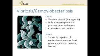 Diseases Vibriosis and Campylobacteriosis [upl. by Isac]