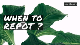 Peace Lily Care Tips and when to Repot [upl. by Somerset]