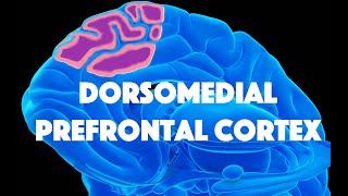 Dorsomedial Prefrontal Cortex and Deliberative SelfReferencing [upl. by Merfe818]