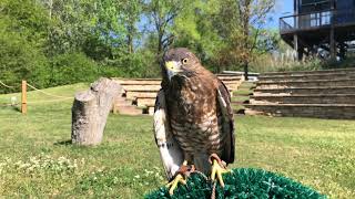 Broadwinged Hawks [upl. by Etnuad]