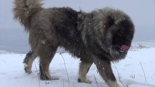 BEST ORIGINAL CAUCASIAN SHEPHERD OVCHARKA DOG [upl. by Arliene942]