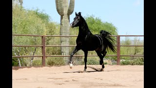 2018 Black STRAIGHT EGYPTIAN Arabian Stallion  USA  AA ELITE LEGACY [upl. by Eatnod]