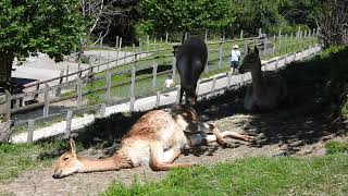 お昼寝するビクーニャ Vicuna taking a nap 2020 0806 [upl. by Donavon611]