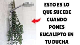 Coloca eucalipto en tu ducha y descubre lo que pasa más natural [upl. by Eillam357]