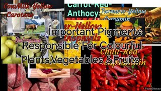 Important Pigments Responsible for Colourful PlantsVegetables ampFruits udaanthehubofknowledge [upl. by Pelmas]