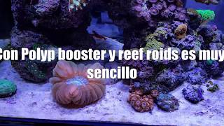 Como usar Polyp booster amp Reef Roids  Tierra y Mar Shop [upl. by Comfort90]