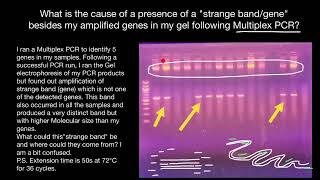 Extra bands in gel following Multiplex PCR [upl. by Fachanan692]